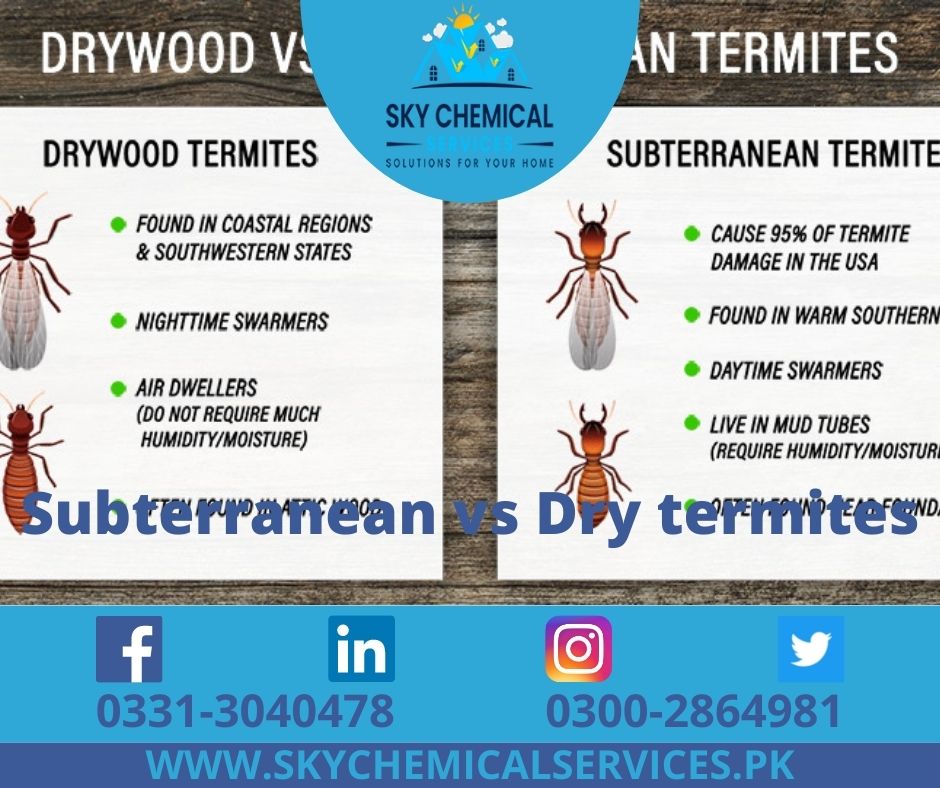 Subterranean termites