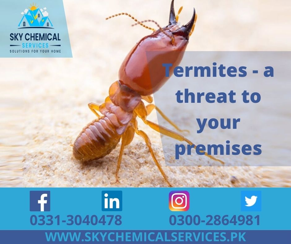 Termites Threat Premises