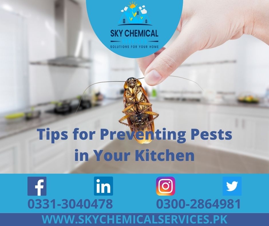 Preventing Pests in Kitchen: 